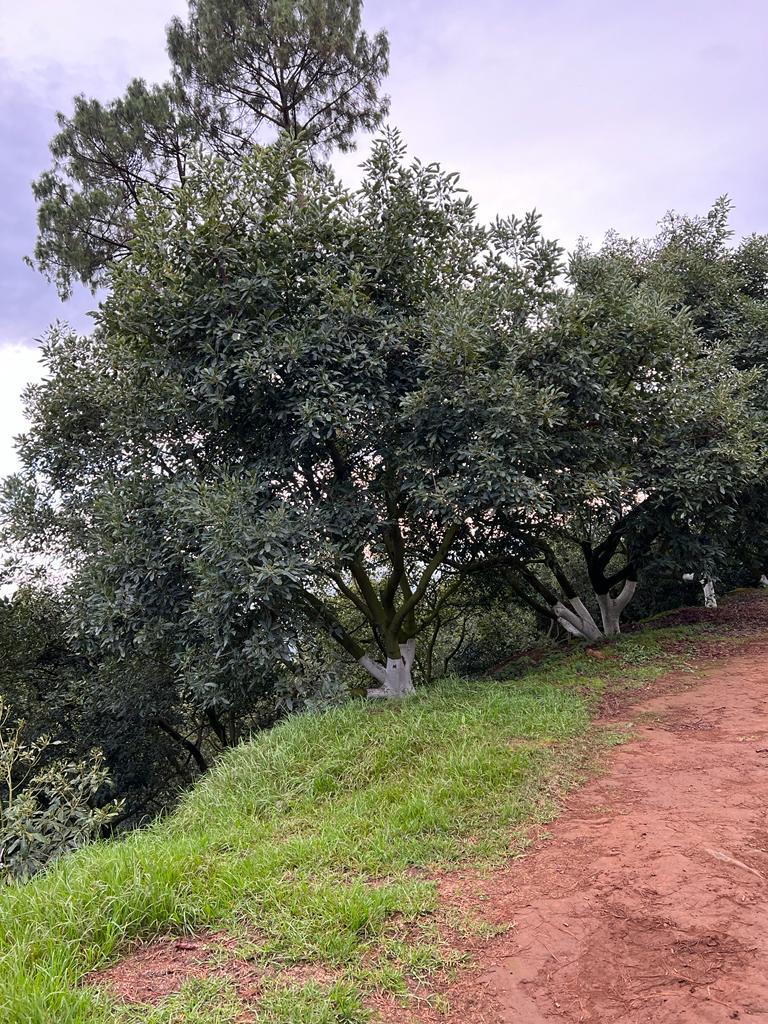 Huerta Los Cielos, Ejido Tarasco, Michoacán.