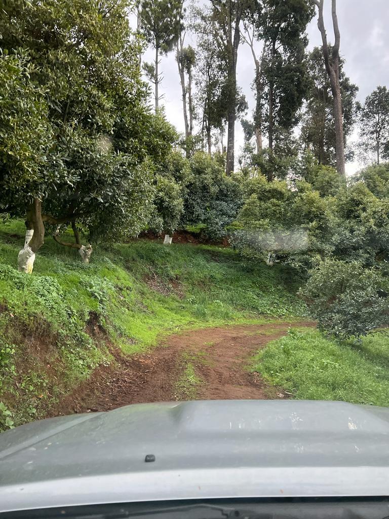 Huerta Los Cielos, Ejido Tarasco, Michoacán.