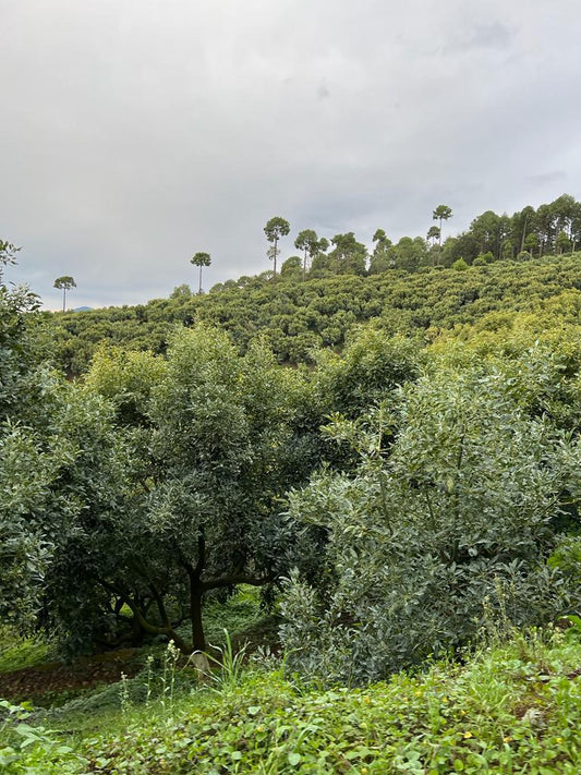 Huerta Los Cielos, Ejido Tarasco, Michoacán.