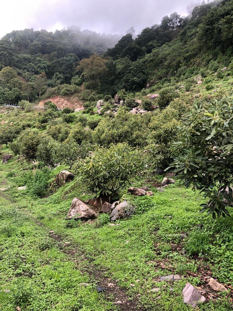 Huerta en venta "Los Acantilados", municipio de Ario de Rosales, Michoacán.